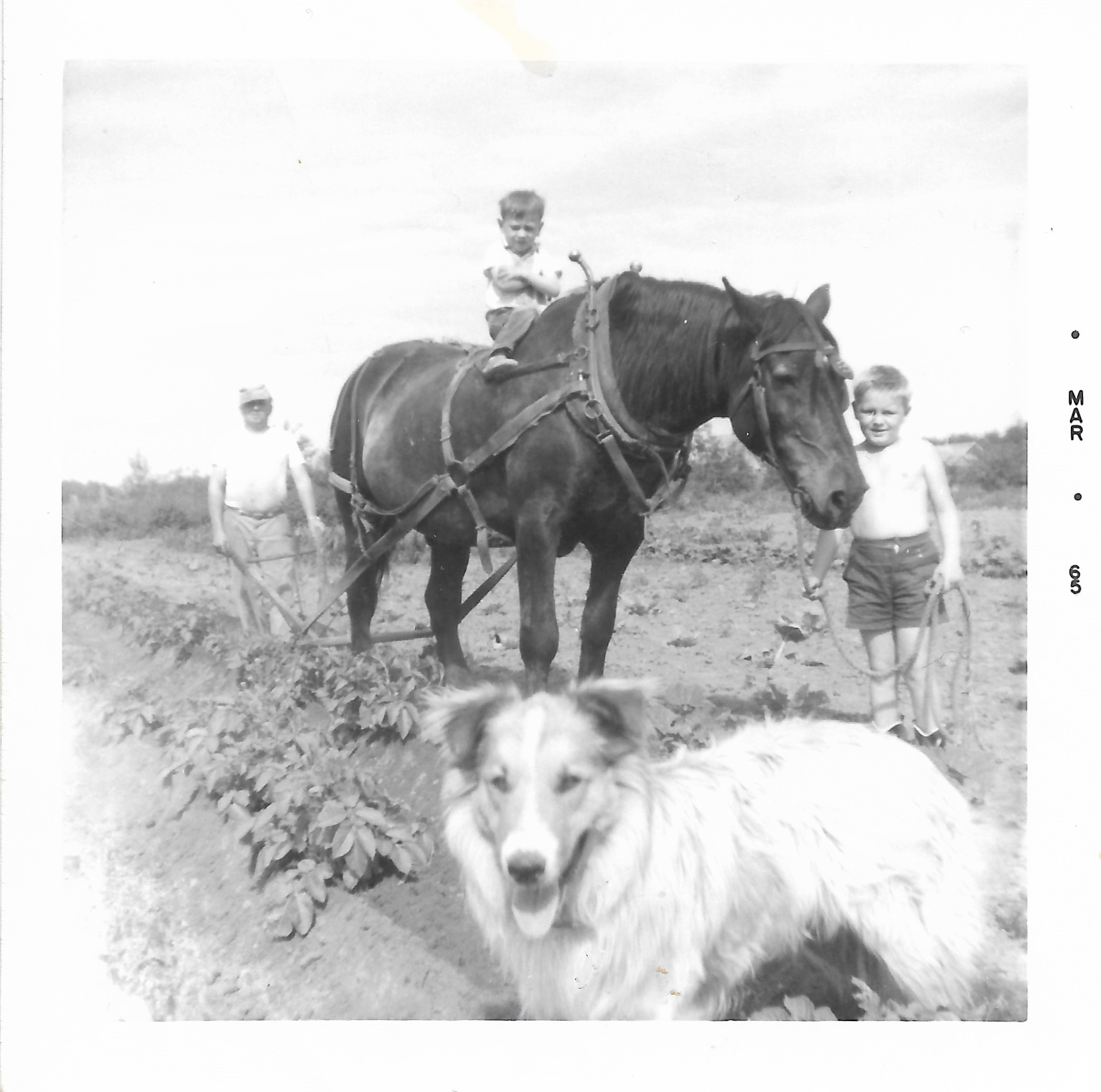 Hilling potatoes in Richmond Park – from left: Victor Wolanuk, Vic Wolanuk (on horse), Glenn Wolanuk Hilling potatoes in Richmond Park – from left: Victor Wolanuk, Vic Wolanuk (on horse), Glenn Wolanuk