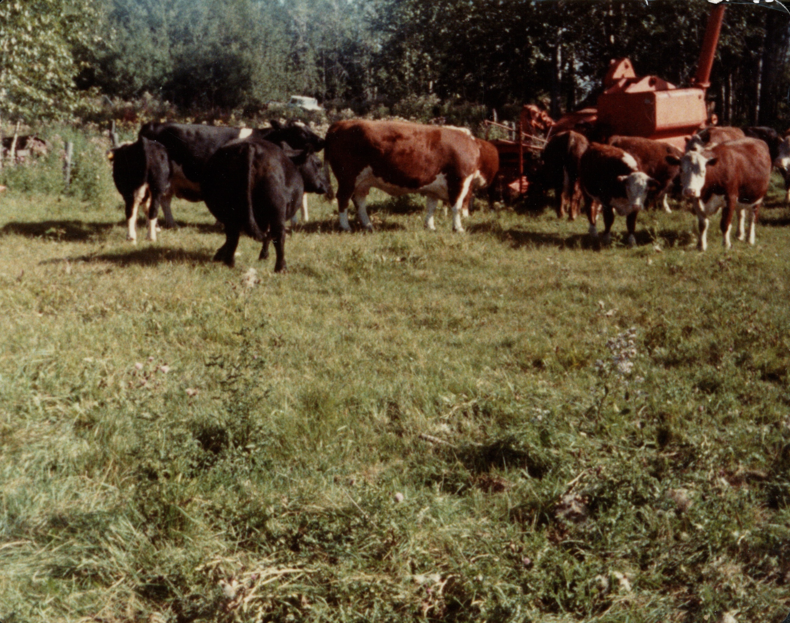 My cattle on the farm about the time I sold my farm to my oldest son, Donald. I sold them with the farm and what little machinery there was. September 1983. My cattle on the farm about the time I sold my farm to my oldest son, Donald. I sold them with the farm and what little machinery there was. September 1983.