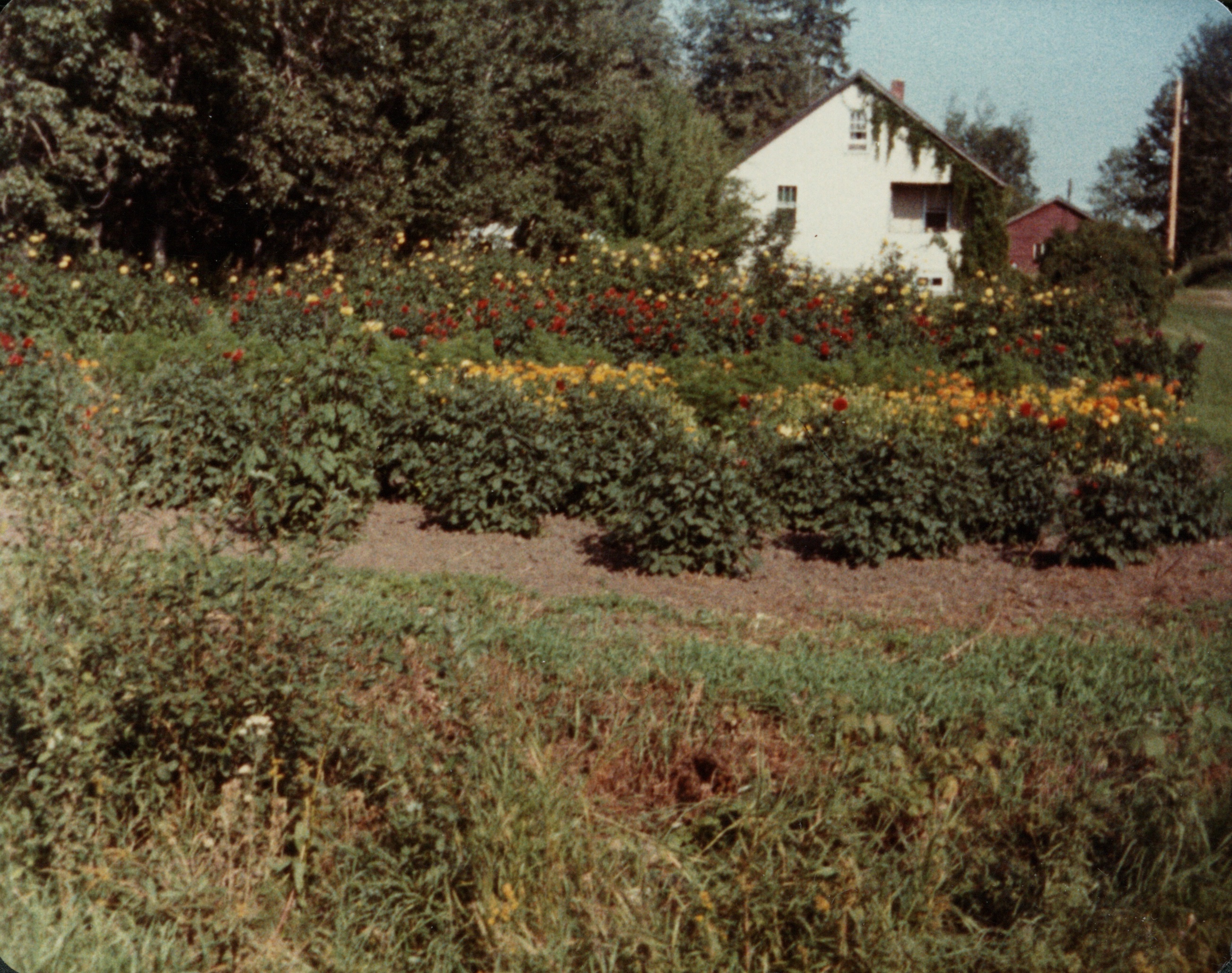 My garden on the farm. September 1983. My garden on the farm. September 1983.