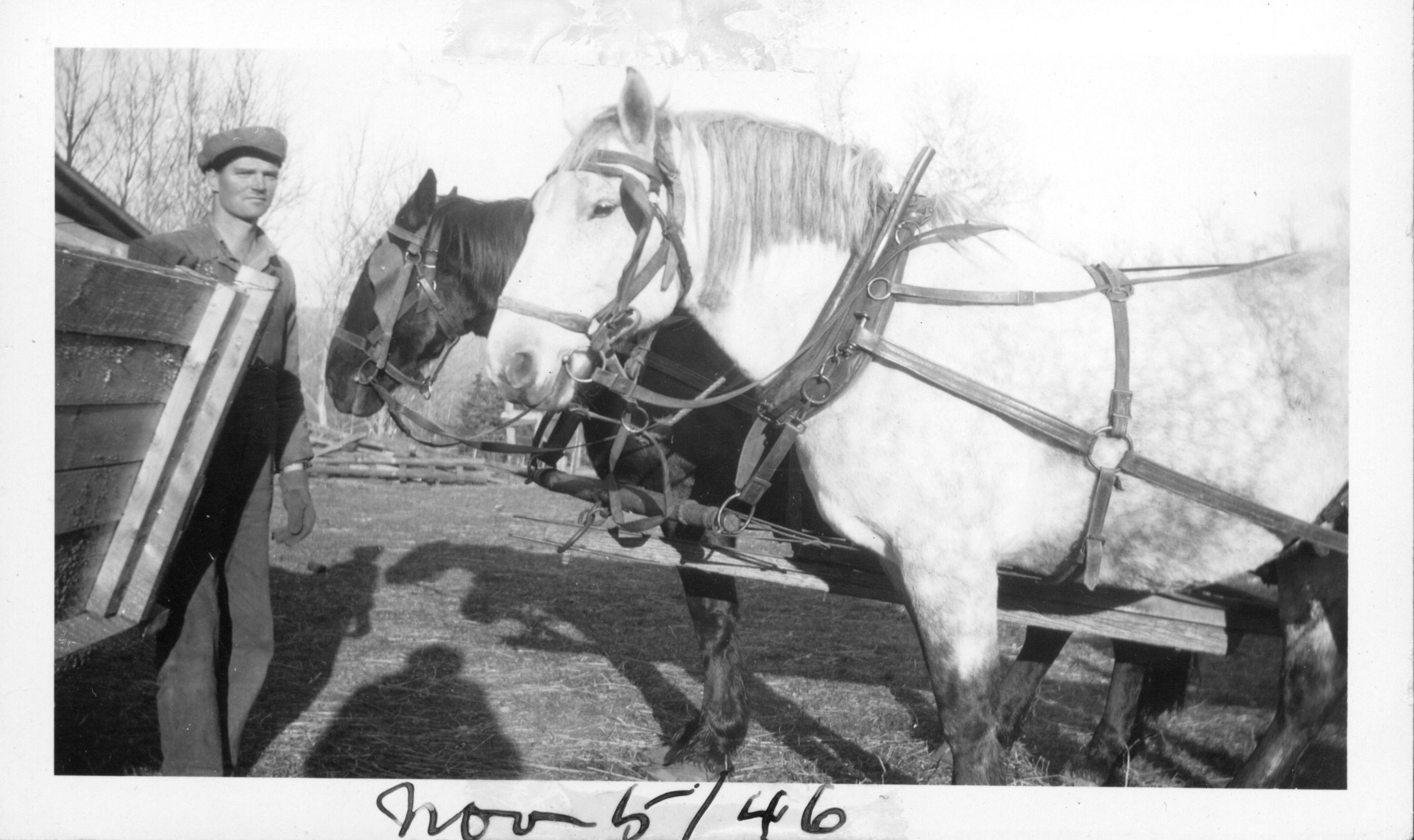 Eric Brown with horse team – November 5, 1946 Eric Brown with horse team – November 5, 1946