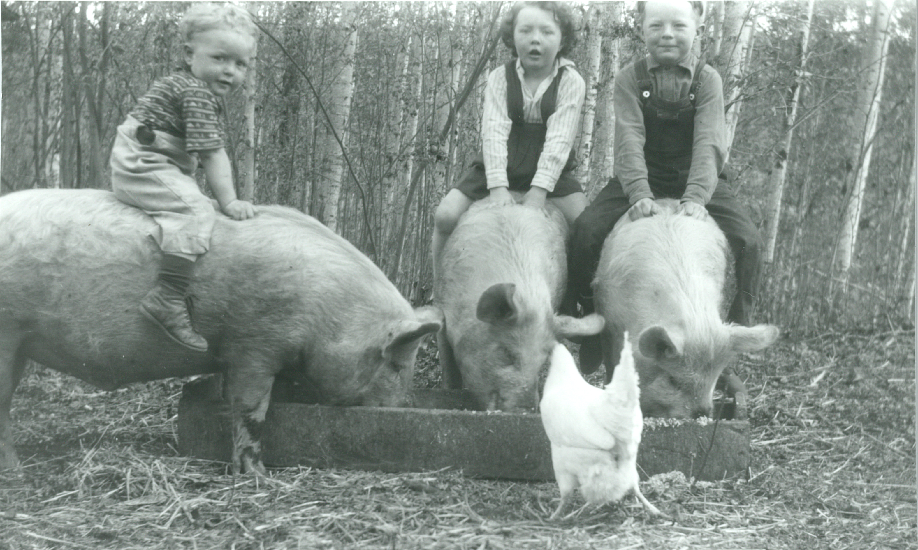 Three little kids riding three little pigs: Philip, Jean and Edwin Brown – 1952 Three little kids riding three little pigs: Philip, Jean and Edwin Brown – 1952