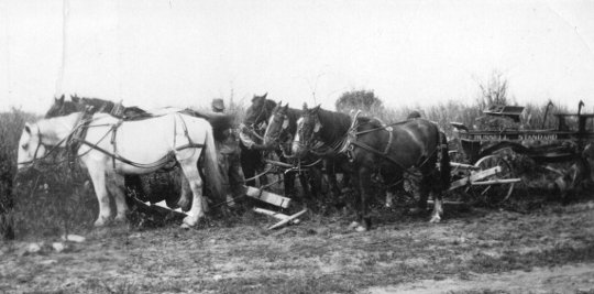 Building South Athabasca Road with horses. 1930s Building South Athabasca Road with horses. 1930s