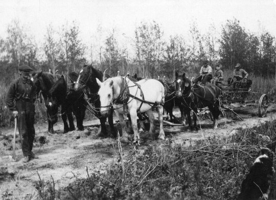 Building South Athabasca Road with horses. Albert Brauer, riding. 1930s Building South Athabasca Road with horses. Albert Brauer, riding. 1930s