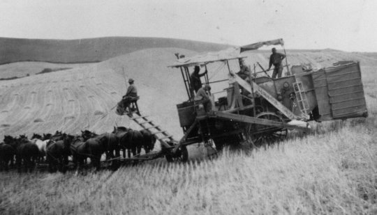 Combining with horses on Brauer farm in the State of Washington Combining with horses on Brauer farm in the State of Washington