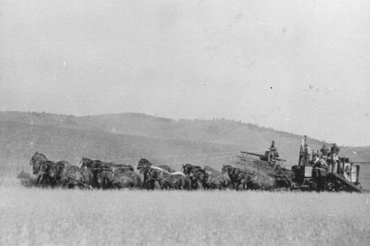 Combining with horses on Brauer farm in the State of Washington Combining with horses on Brauer farm in the State of Washington