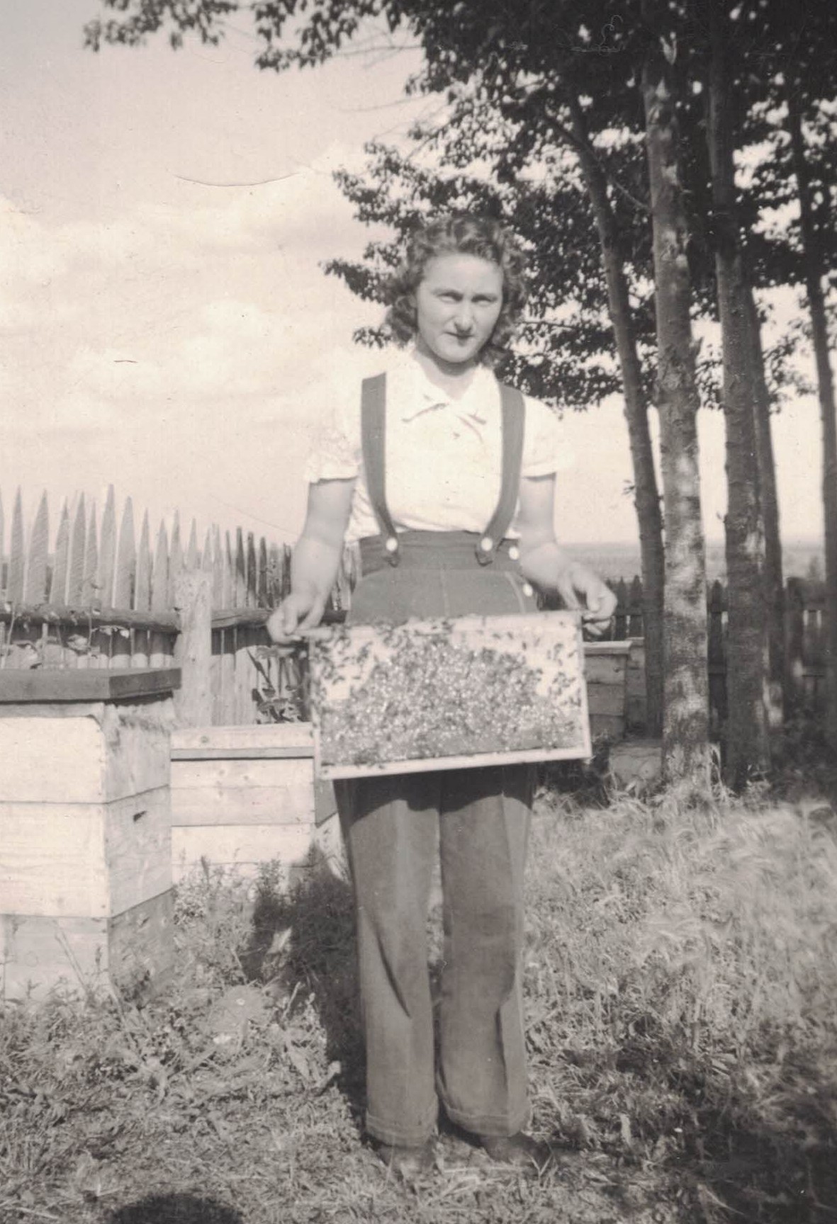 Katie Kuzyk tending beehives. Circa 1939. Katie Kuzyk tending beehives. Circa 1939.