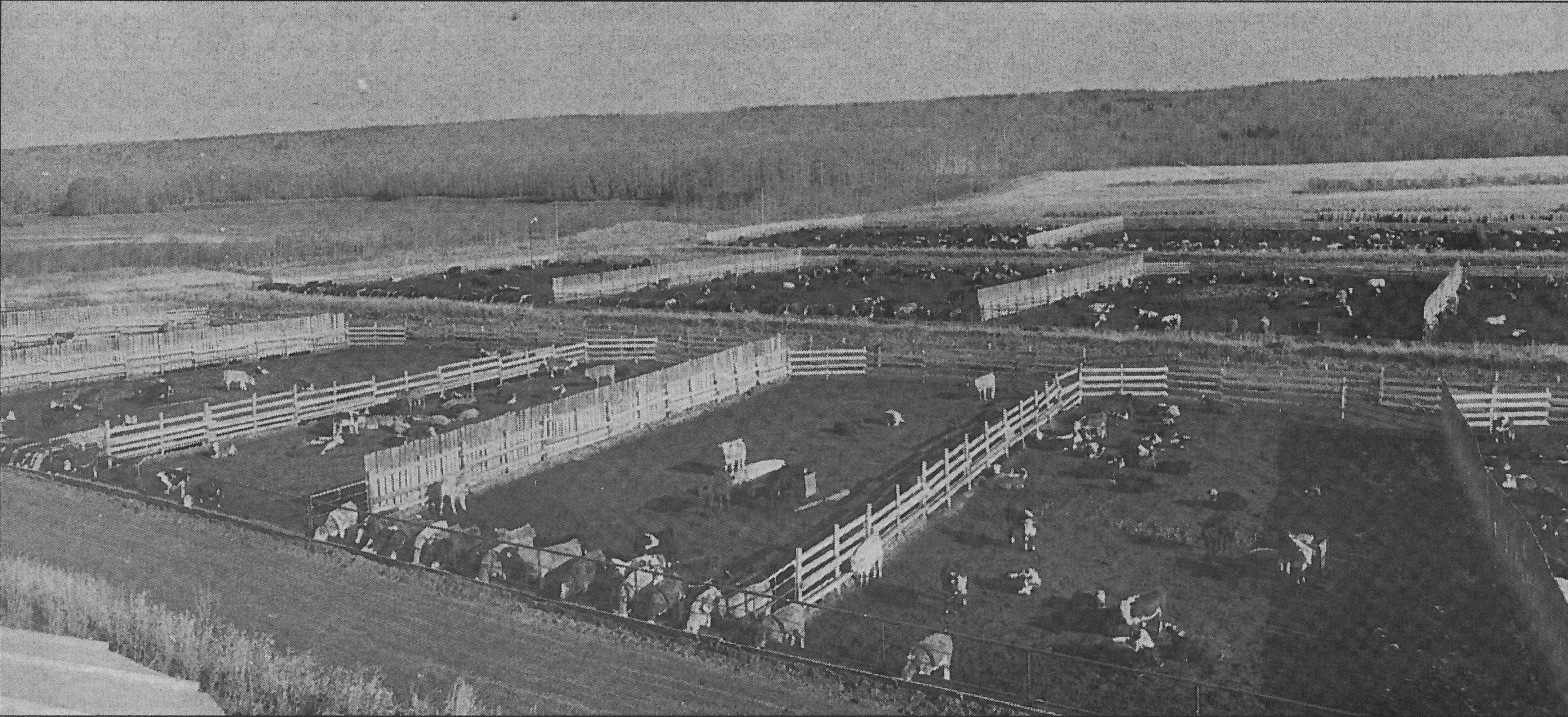 Feedlot photograph #1 in <em>Town and Country</em>, October 26, 1992. Feedlot photograph #1 in <em>Town and Country</em>, October 26, 1992.