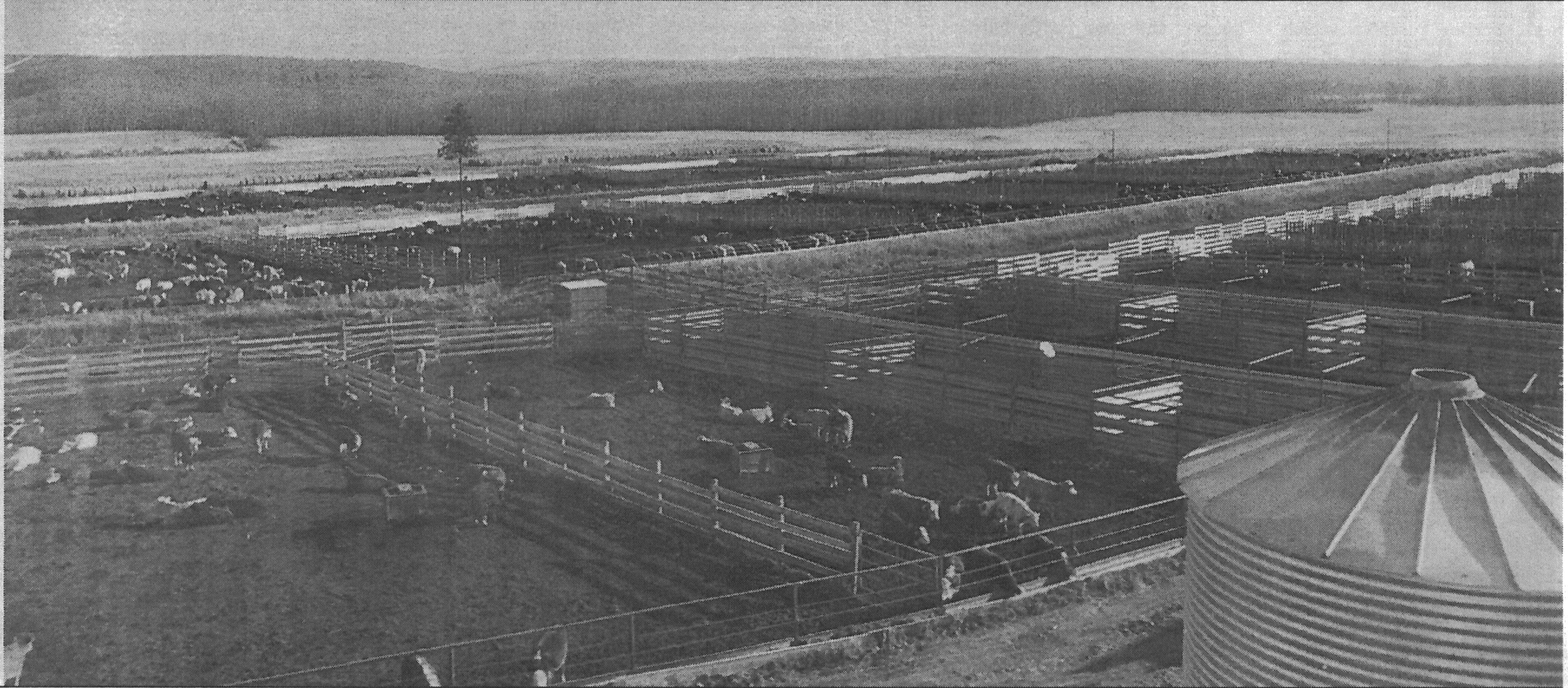 Feedlot photograph #2 in <em>Town and Country</em>, October 26, 1992. Feedlot photograph #2 in <em>Town and Country</em>, October 26, 1992.