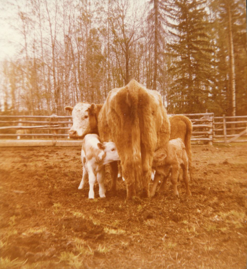 'Snub' (turned up nose!) and twin calves: tan and white bull calf and all brown-red heifer calf. May 14, 1978. 'Snub' (turned up nose!) and twin calves: tan and white bull calf and all brown-red heifer calf. May 14, 1978.