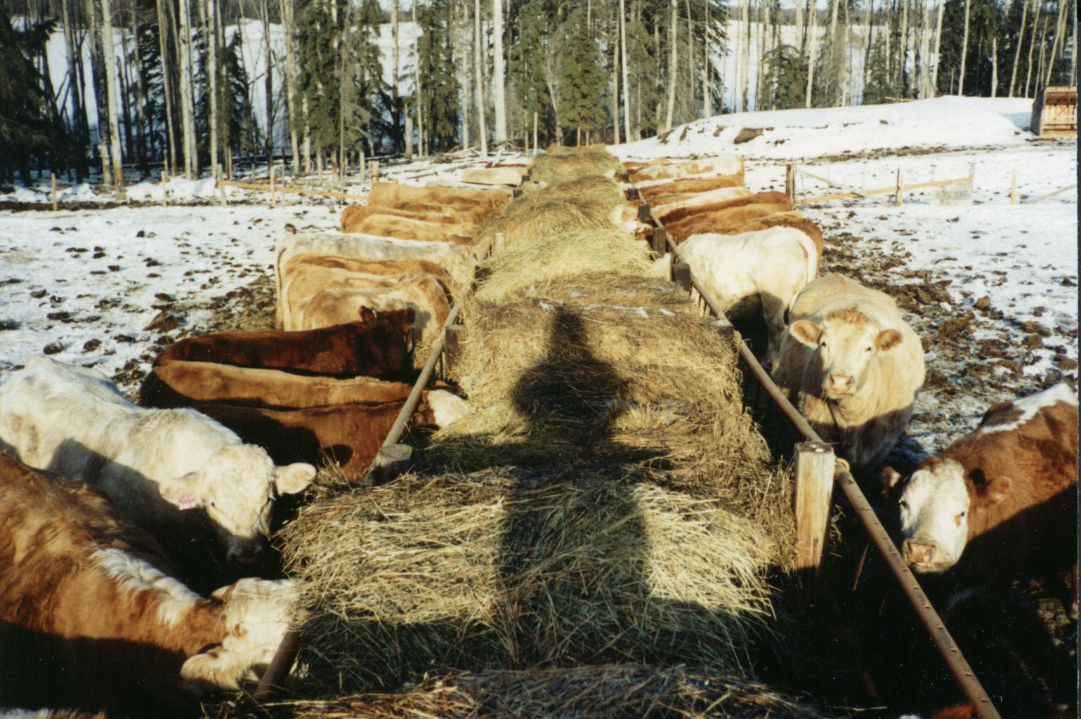 Cows feeding. January 14, 1991. Cows feeding. January 14, 1991.