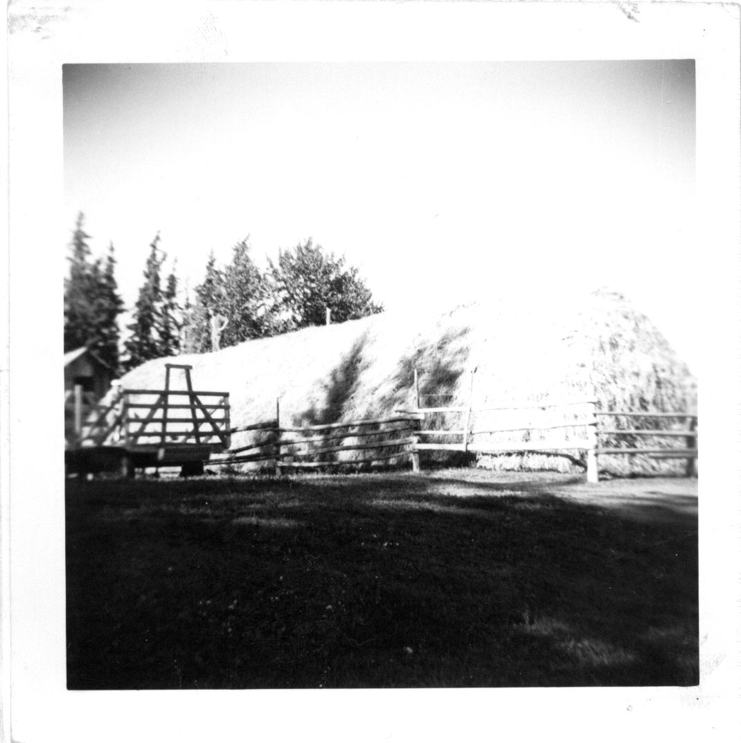 Putting up the annual stack of hay in the 1950s, using only muscle power. Ted on stack. Putting up the annual stack of hay in the 1950s, using only muscle power. Ted on stack.