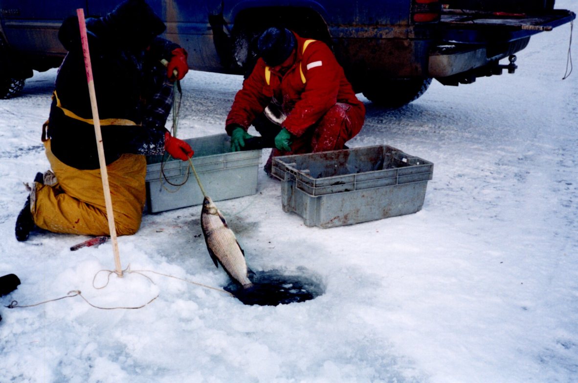 Fishing for whitefish - Island Lake