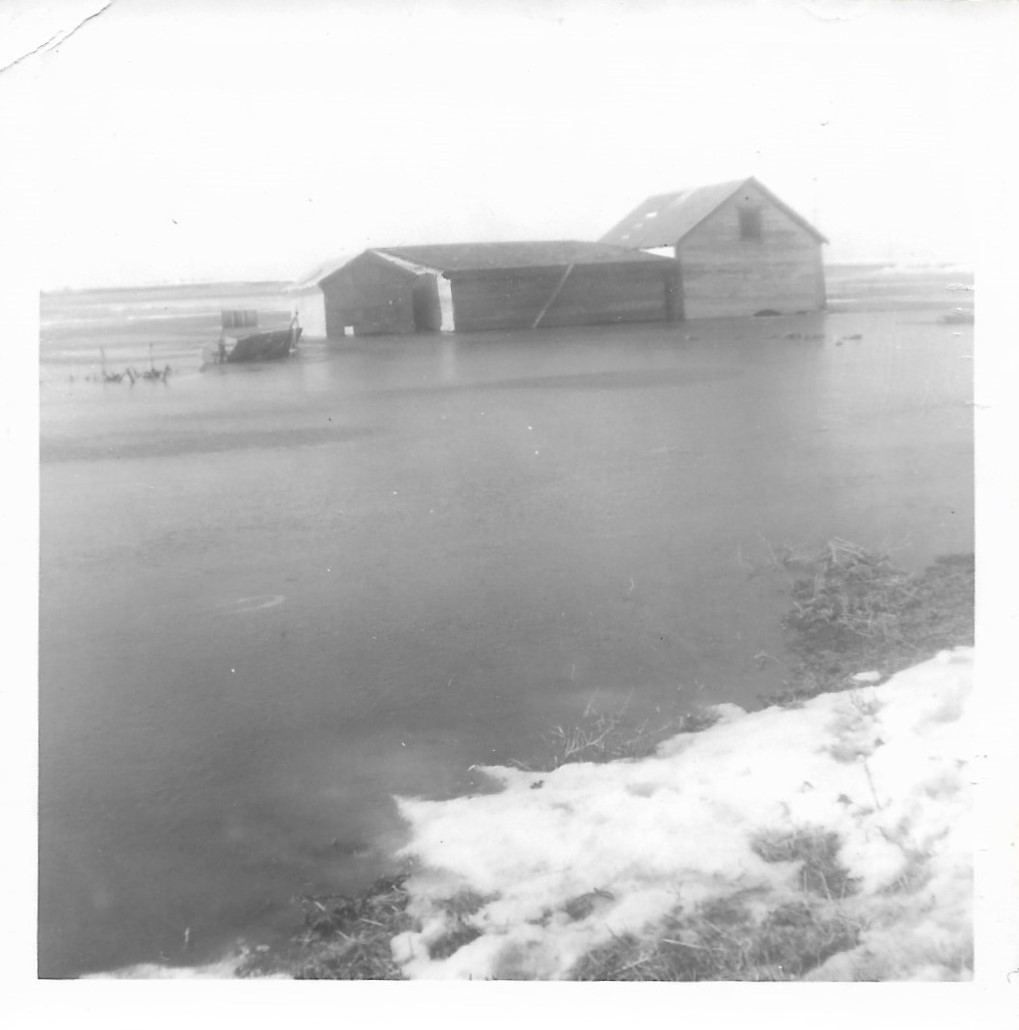 Creek back-up water-covered farm yard - 1969 - #1